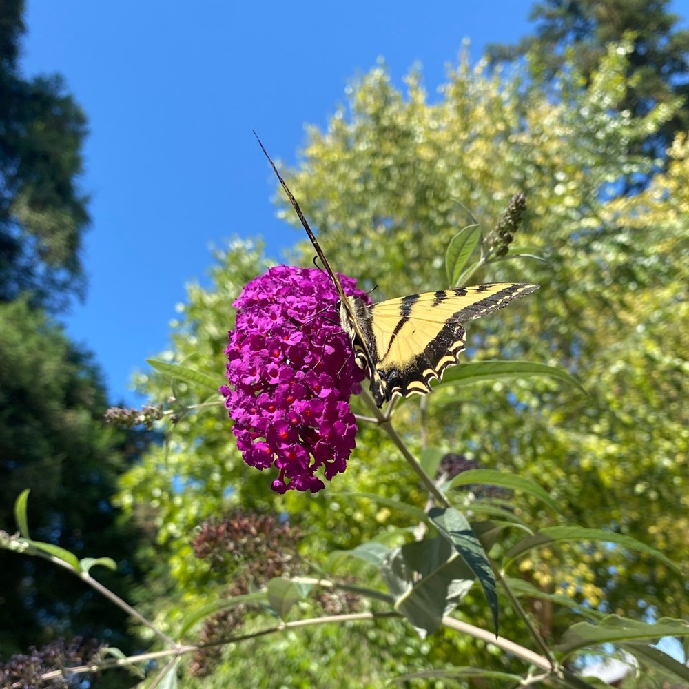 Meet your Posher, Ivette